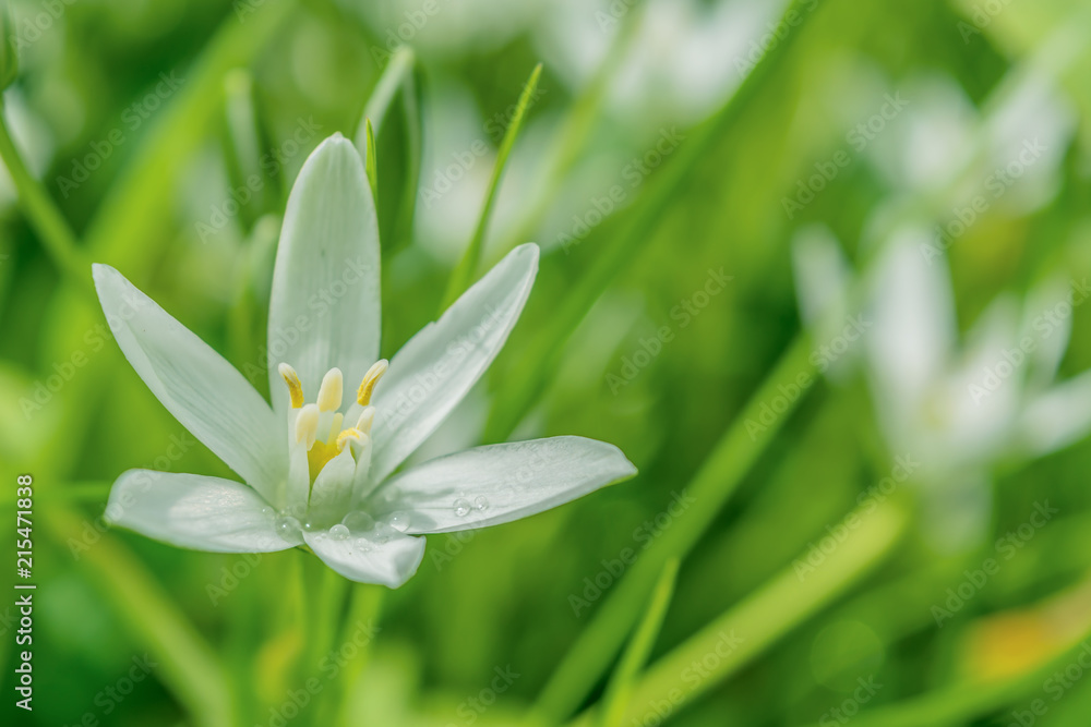 white flower on a green background white flower on a green background