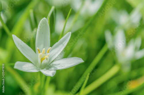 white flower on a green background