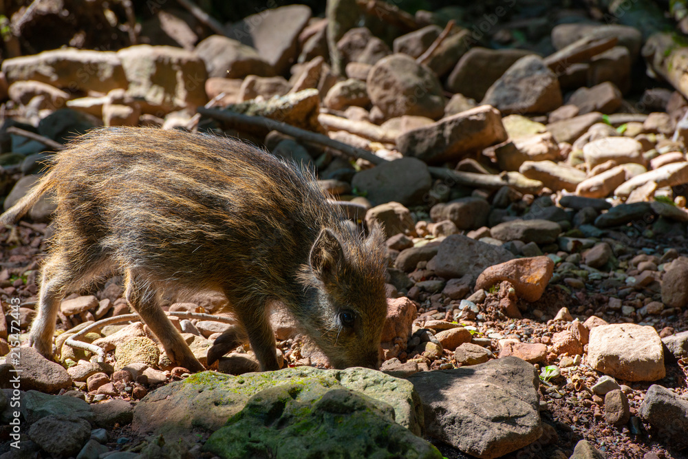 young wild boar search for food in forest young wild boar search for food in forest