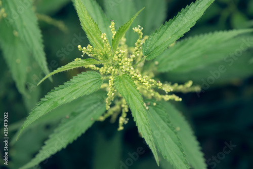 Urtica dioica. Stinging nettle nature background.