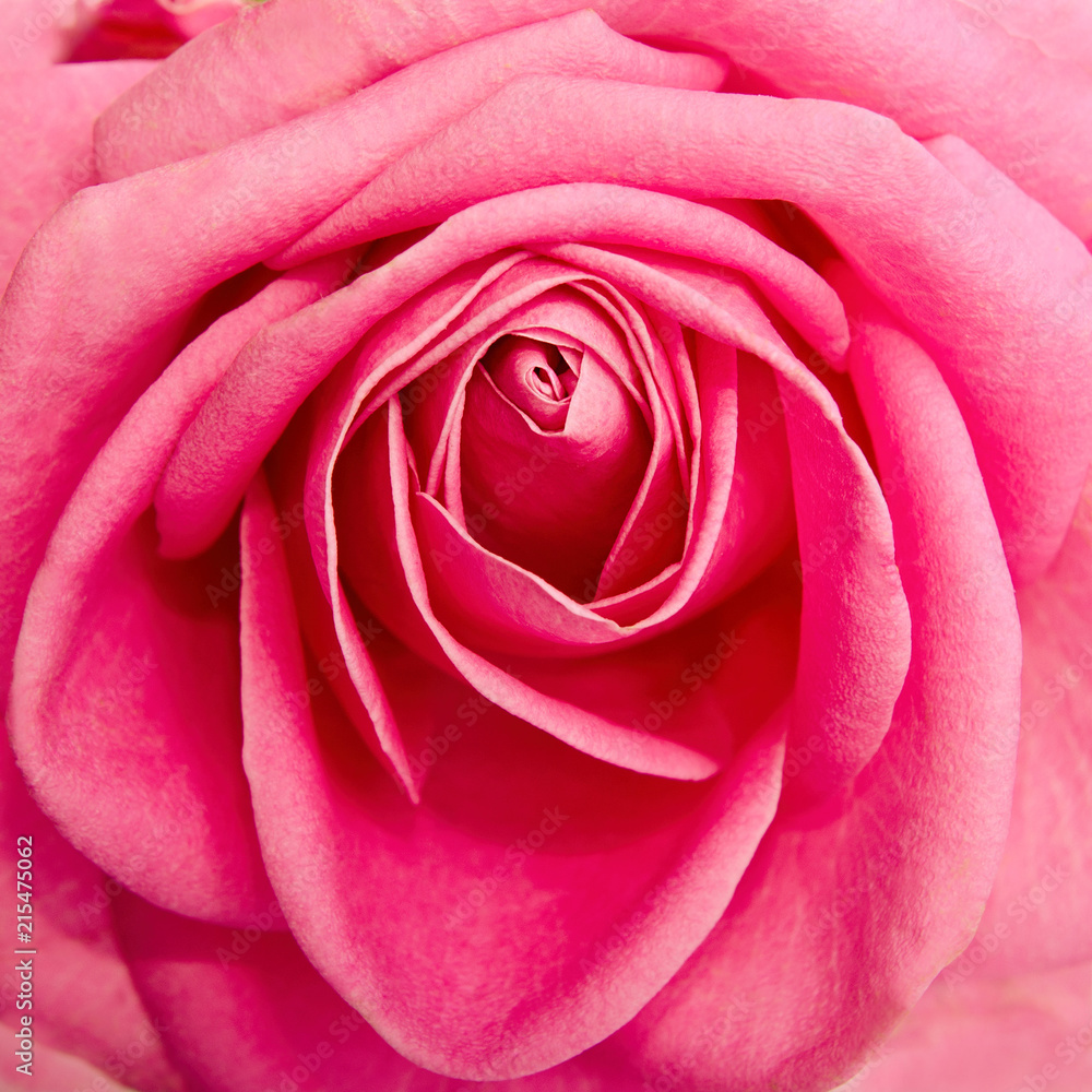 rose closeup rose closeup
