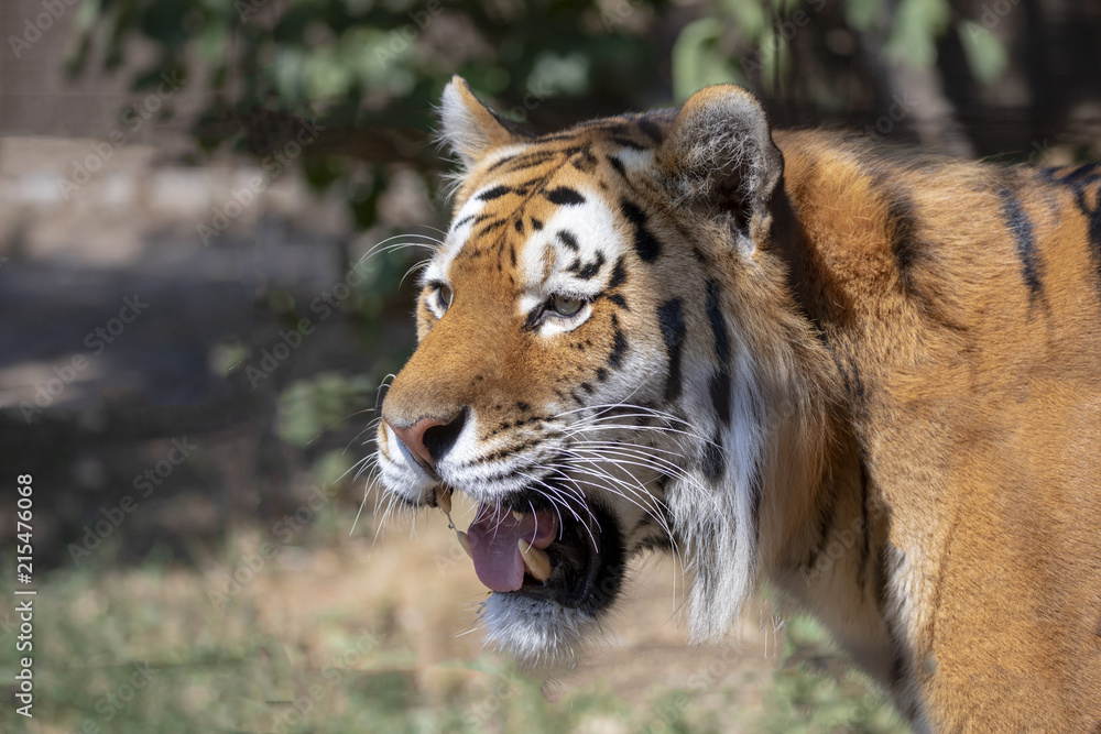 Fototapeta premium Tiger at Odense zoo in Denmark
