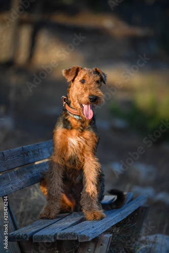 Fototapeta Naklejka Na Ścianę i Meble -  Airedale Terrier dog - puppy 7.5 month old.