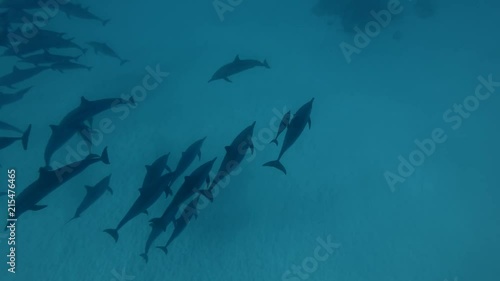 Mom takes away a baby dolphin from a large group (Spinner Dolphin, Stenella longirostris), Underwater shot, 4K / 60fps
 photo