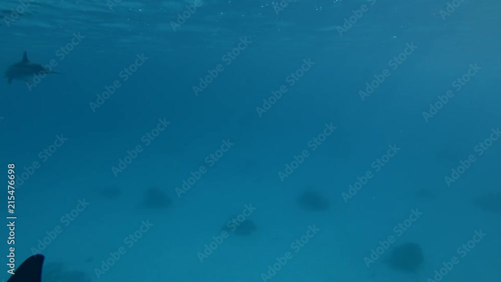 Group of Dolphins swims in the blue water under surface (Spinner Dolphin, Stenella longirostris) Close-up, Underwater shot, 4K / 60fps
Group of Dolphins swims in the blue water under surface (Spinner Dolphin, Stenella longirostris) Close-up, Underwater shot, 4K / 60fps