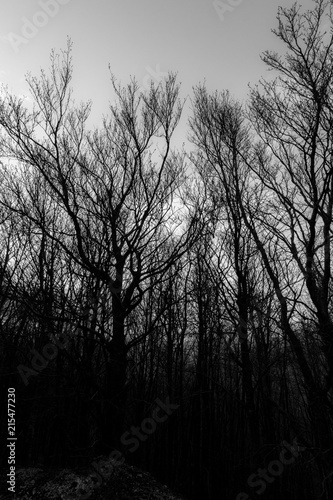 Skeletal trees silhouettes in winter, against an empty sky at dusk