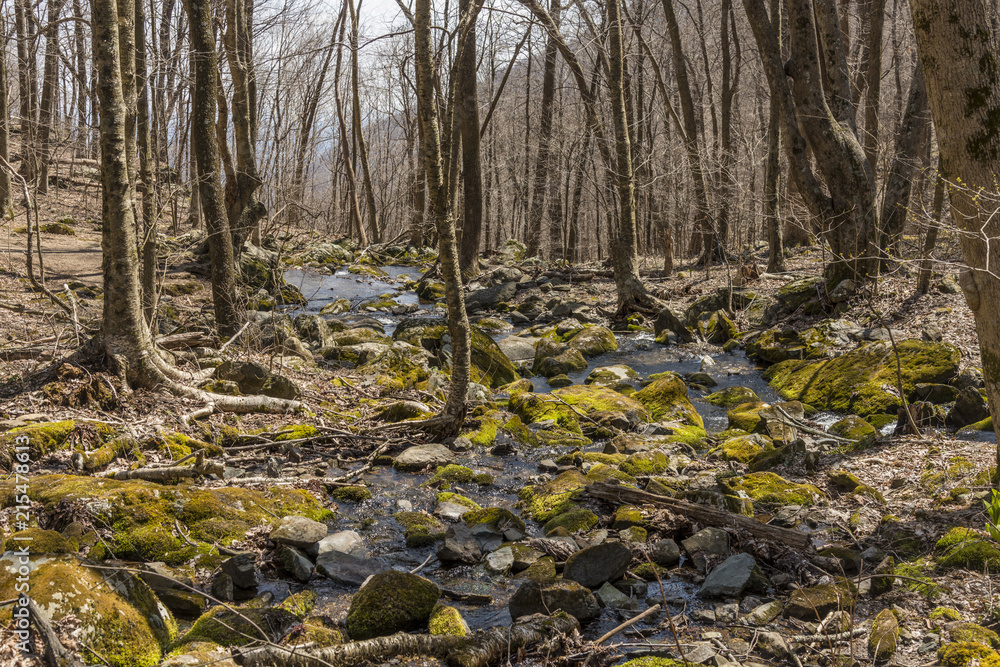Flowing stream through the woods Flowing stream through the woods