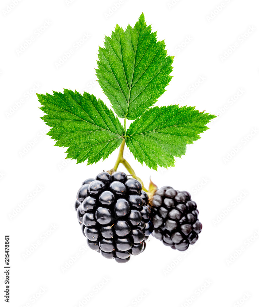 Blackberry with leaves. Isolated on white.