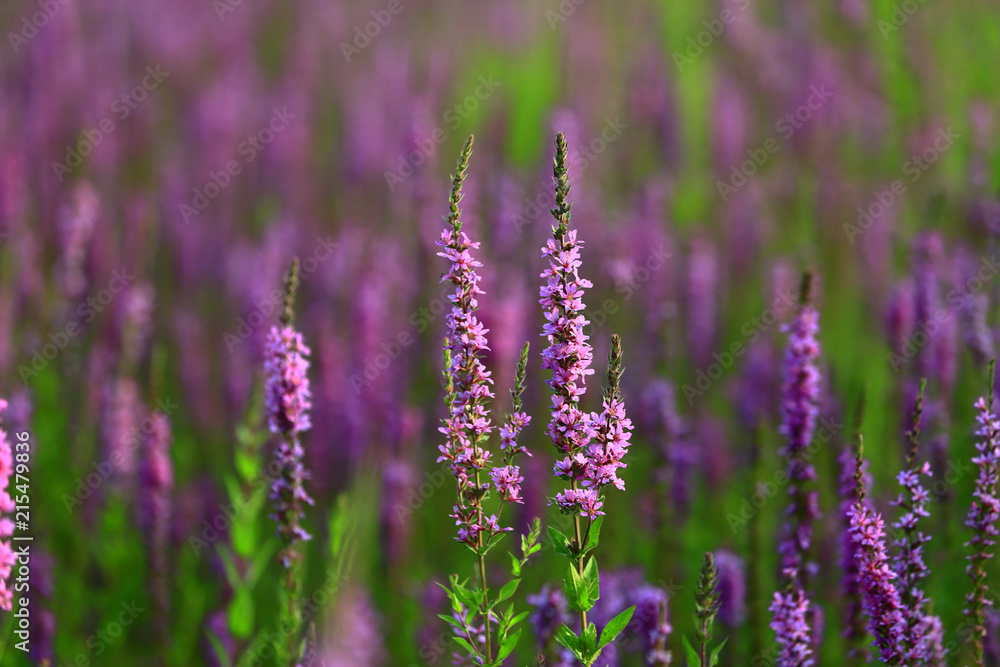 The beauty of the lavender The beauty of the lavender