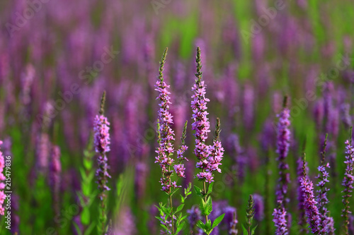 The beauty of the lavender