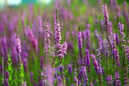 The beauty of the lavender