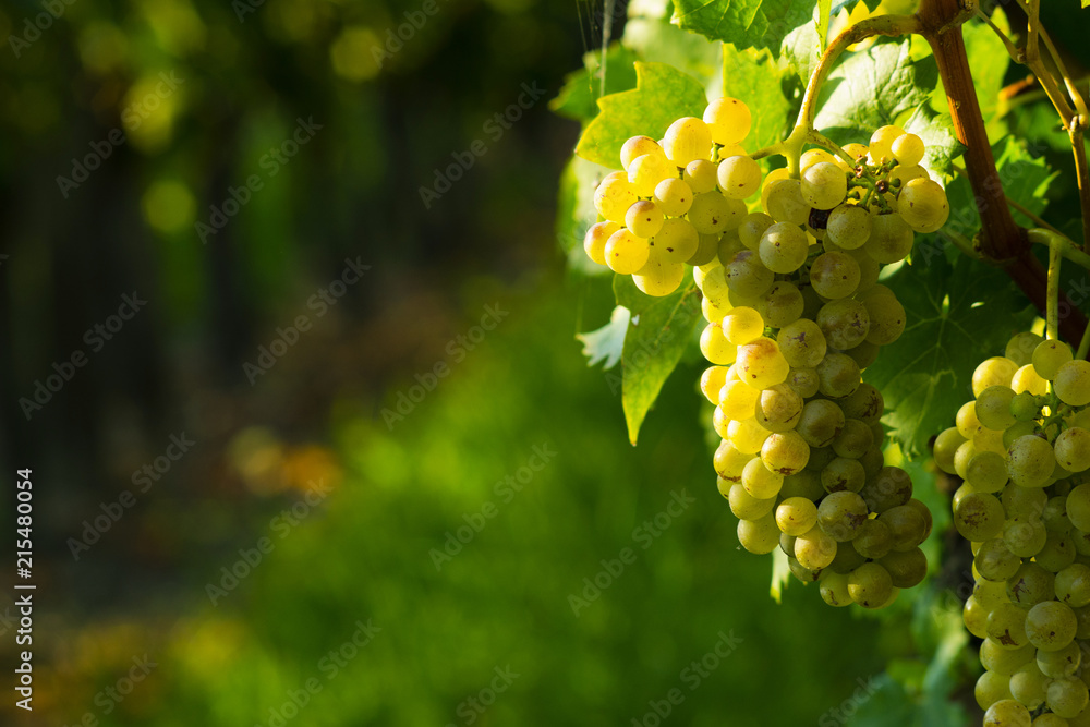Fototapeta premium wine grapes on cordon at wineyard before harvest