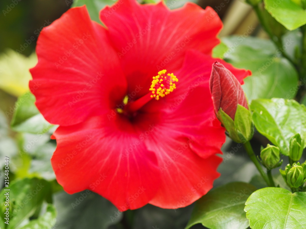 Some pretty flower Some pretty flower