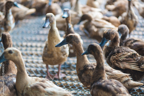 Group of ducks in farm, traditional farming in Thailand.