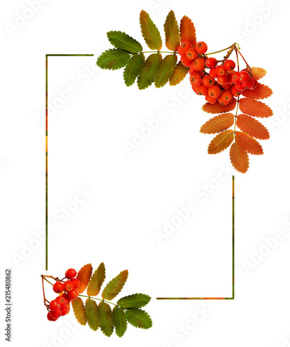 Autumn rowanberries and lea...