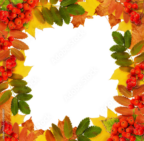 Autumn rowanberries and lea...