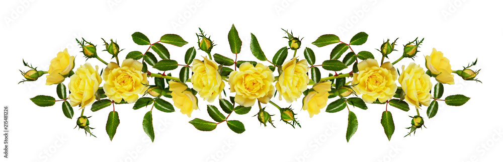 Yellow garden rose flower, buds and leaves