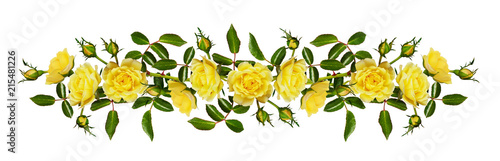 Yellow garden rose flower, buds and leaves