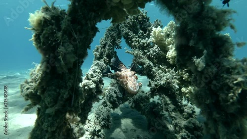 Red Lionfish Pterois volitans resting on the wreck upside down (Underwater shot, 4K / 60fps)
 photo