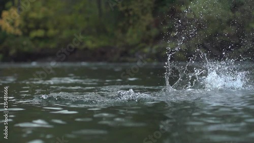 Slow Motion footage of fly fishing for west coast chum salmon. Pristine clear river fishing in the mountains with huge salmon on the fly. Chum salmon fly fishing in British Columbia Canada. photo