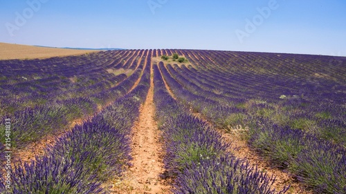 Lavender field in sunlight Spain. Beautiful image of lavender field.Lavender flower field  image for natural background.Very nice view of the lavender fields.  