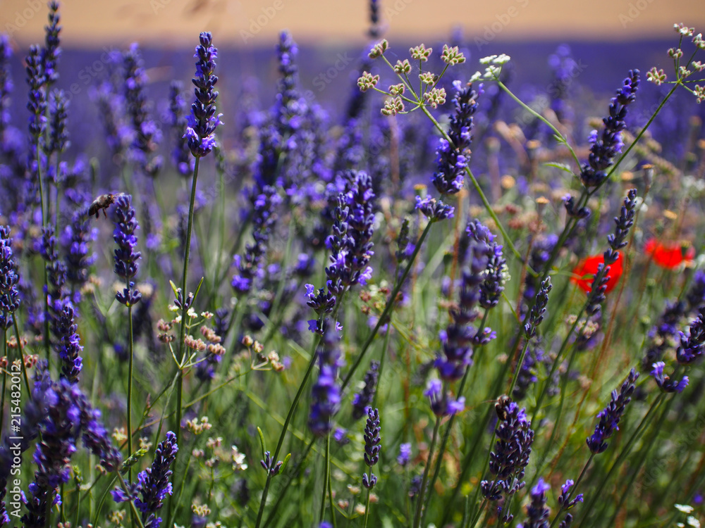 Obraz premium Lavender field in sunlight,Spain. Beautiful image of lavender field.Lavender flower field, image for natural background.Very nice view of the lavender fields. 