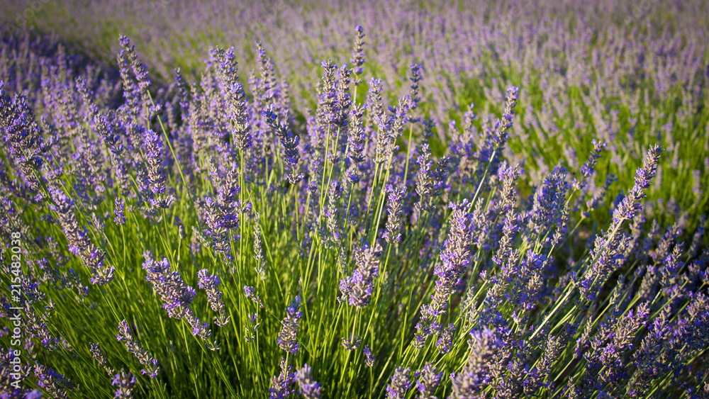 Obraz premium Lavender field in sunlight,Spain. Beautiful image of lavender field.Lavender flower field, image for natural background.Very nice view of the lavender fields. 