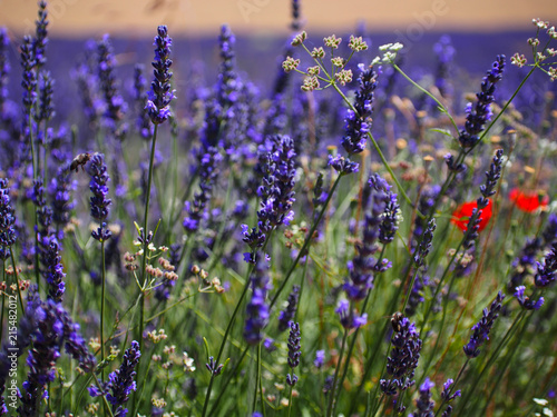 Fototapeta Naklejka Na Ścianę i Meble -  Lavender field in sunlight,Spain. Beautiful image of lavender field.Lavender flower field, image for natural background.Very nice view of the lavender fields.
