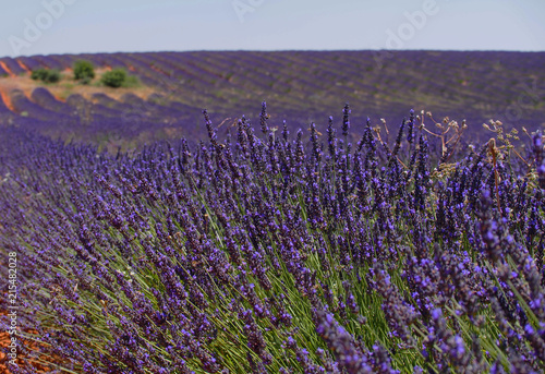 Lavender field in sunlight,Spain. Beautiful image of lavender field.Lavender flower field, image for natural background.Very nice view of the lavender fields. 