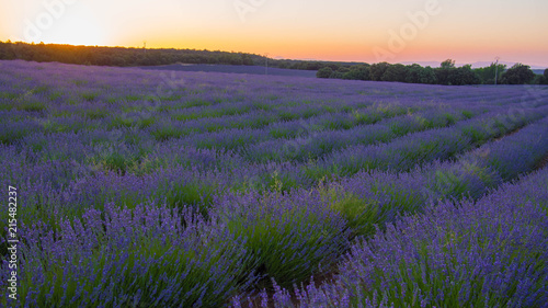 Lavender field in sunlight,Spain. Beautiful image of lavender field.Lavender flower field, image for natural background.Very nice view of the lavender fields.