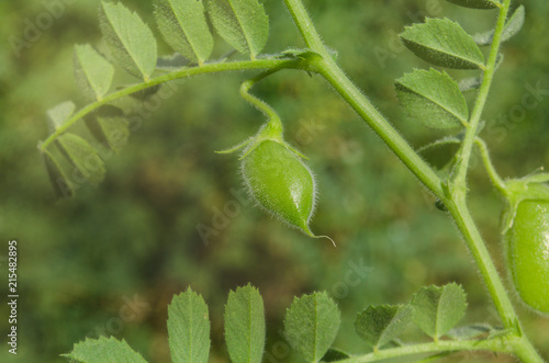 Photography Macro photo of lentil  in the home grow garden