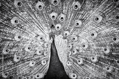 Obraz na plátně Indian peafowl - Pavo cristatus, colorless