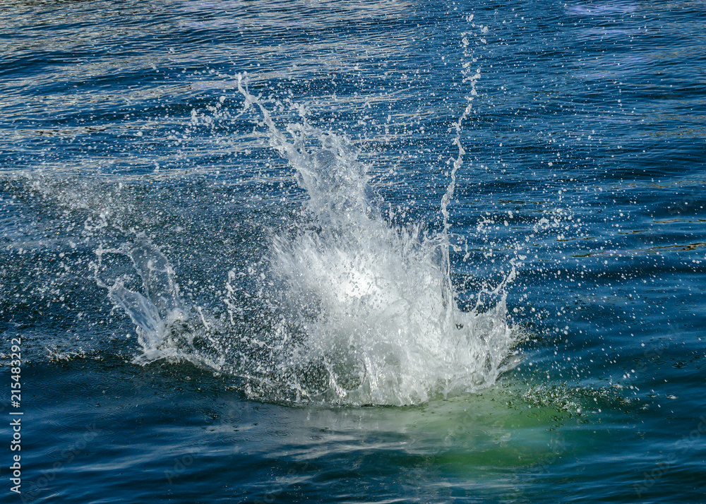 Obraz premium splashing water from a dive into the water
