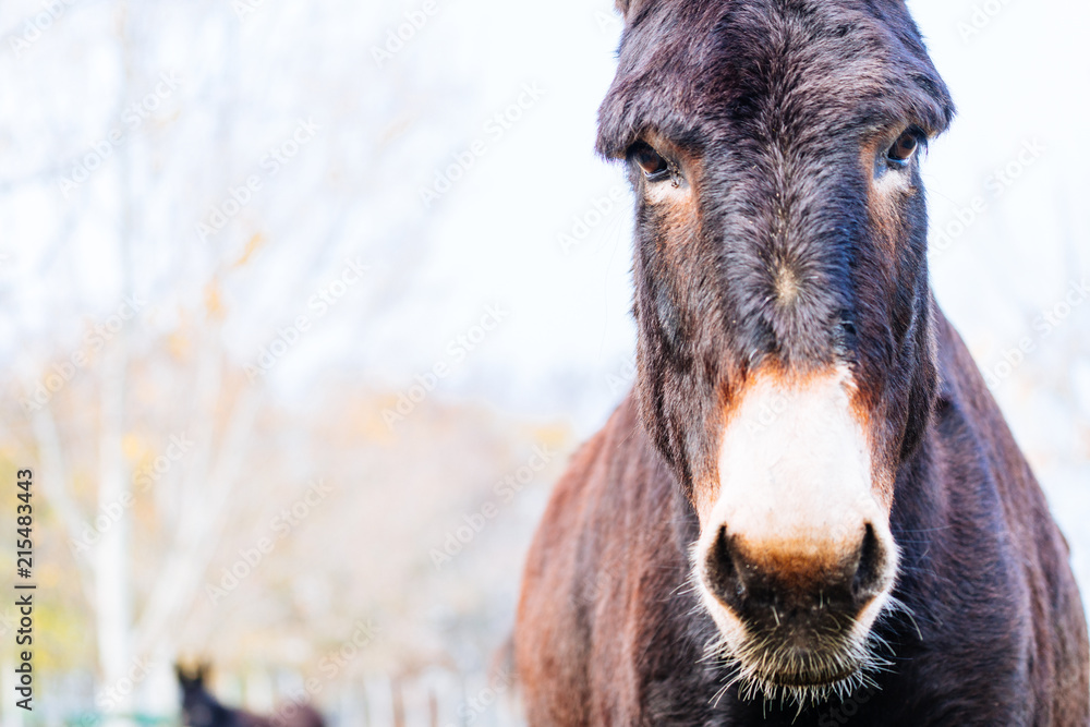 Fototapeta premium Asino nella natura
