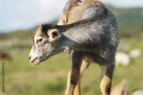 Goat at the pasture at the sunny summer day. Defocused background image