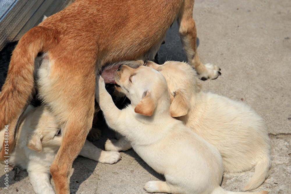 small puppies suck mother's milk small puppies suck mother's milk