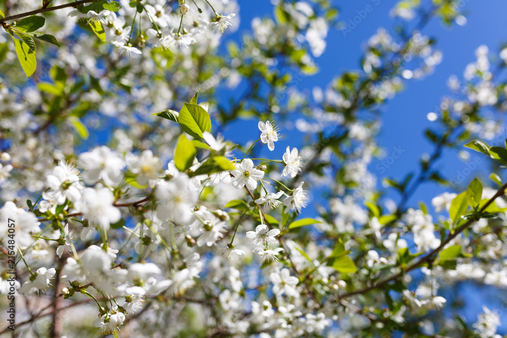 Apple tree branch against the blue sky background at spring Apple tree branch against the blue sky background at spring