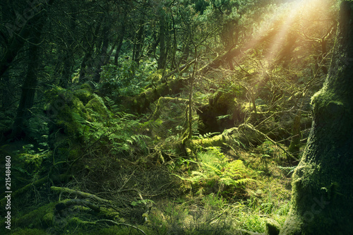 Mossy wood in Ireland photo