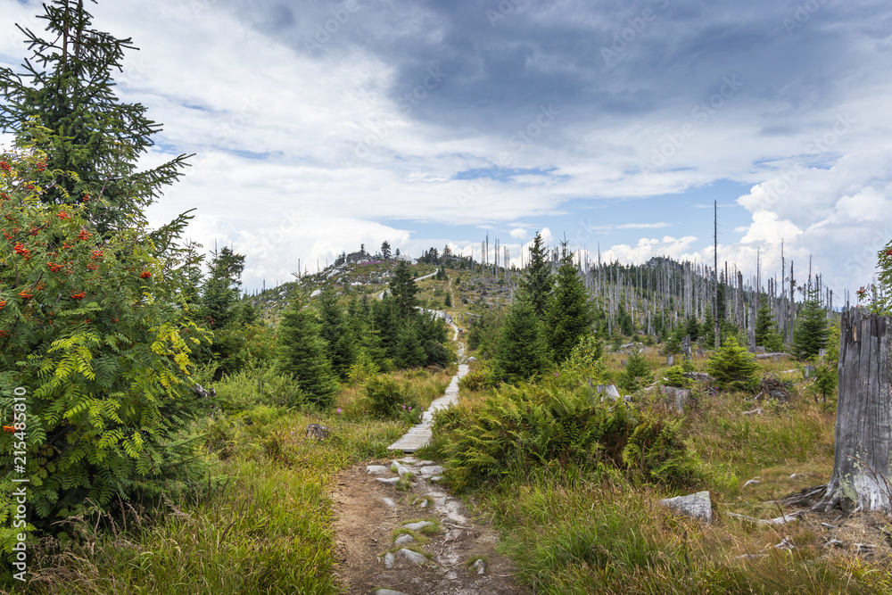 Obraz premium View to Dreisessel, Trojmezi and Trojmezna hills with forests destroyed by bark beetle infestation (calamity) in Sumava mountains.