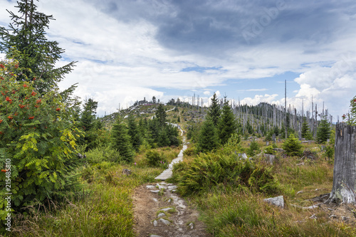 View to Dreisessel, Trojmezi and Trojmezna hills with forests destroyed by bark beetle infestation (calamity) in Sumava mountains. photo