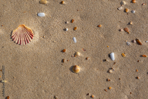 Shells on the beach at Bruny Island