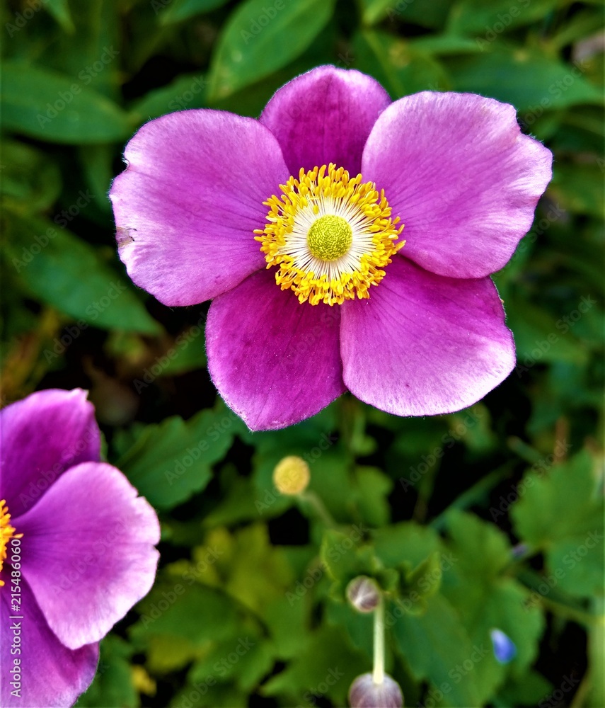 Lila Blüte Lila Blüte