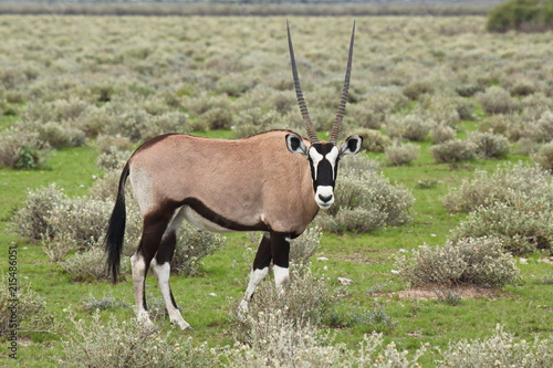 Oryx antelope in Etosha National Park in Namibia in Africa 