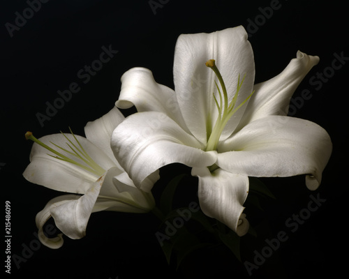 Fotografie White  Lilly Pair