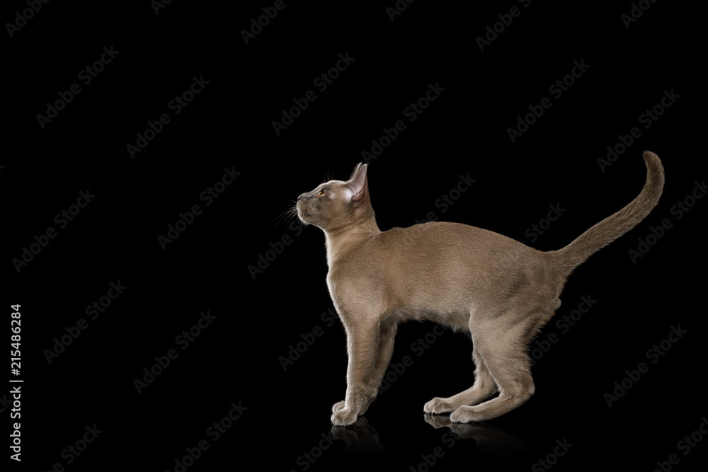 Playful Gray Kitten standing and move back on isolated black background, side view