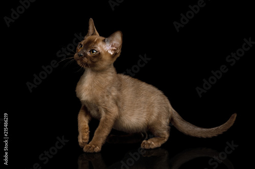 Cute Brown Kitten standing and Looking up on isolated black background, front view