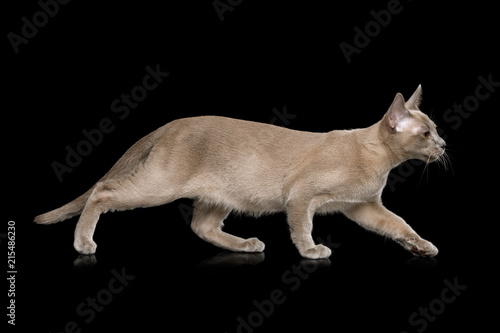 Gray Cat walk of full length on isolated black background, side view
