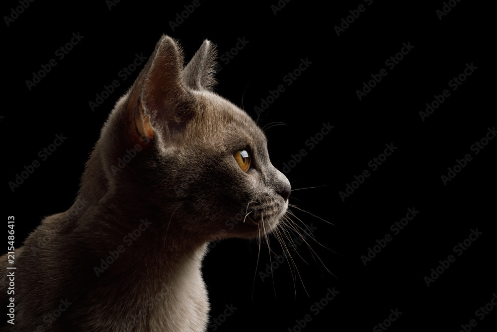 Fototapeta premium Closeup Portrait of gray kitten on isolated black background, profile view