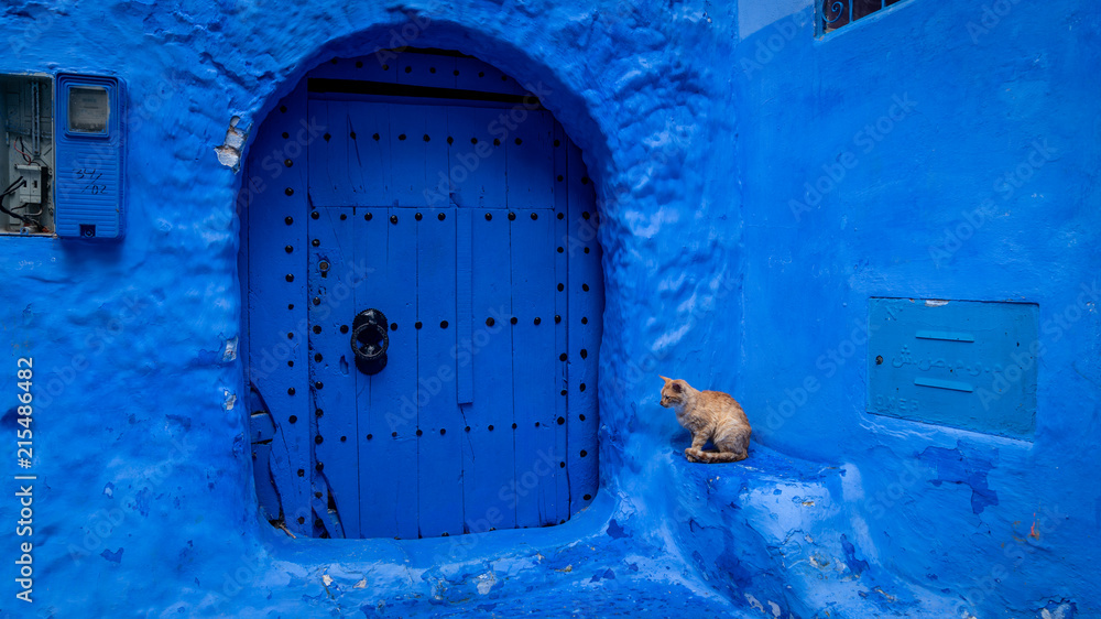 Stray cat spending time at the streets of Chefchaouen, Morocco