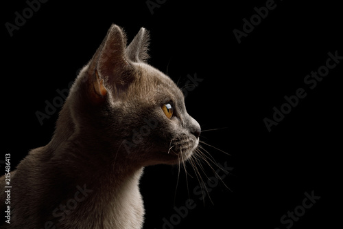 Fototapeta Naklejka Na Ścianę i Meble -  Closeup Portrait of gray kitten on isolated black background, profile view
